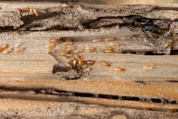 Best Mosquito Control Services  in Avon Lake, OH